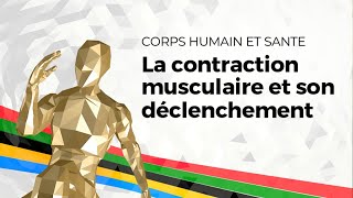 eSVT La contraction musculaire et son déclenchement [upl. by Notsae]