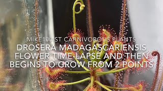 Drosera madagascariensis flower timelapse and grows from to points [upl. by Ahsinav]