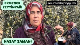 ERMENEK ZEYTİNYAGI HASAT ZAMANI [upl. by Kinny]