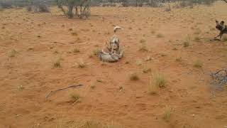 AFRICAN WILD DOGS TEAR BABY ANTELOPE IN HALF [upl. by Arikahc500]