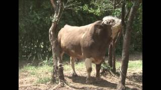 Handling A Fleckvieh Bull [upl. by Susannah]