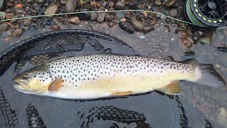 Great British summer time dry fly fishing [upl. by Idac]