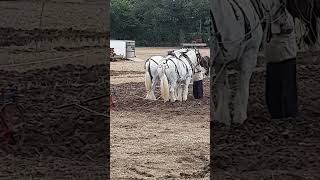 Traditional Horse Ploughing at the Forest of Arden Ploughing Match Sunday 15th September 2024 [upl. by Akcirred]