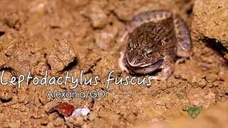 Faunamov  010  Leptodactylus fuscus [upl. by Owen]