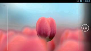 3D Tulip Live Wallpaper Free [upl. by Estrellita]