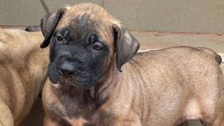 Topnotch boerboels [upl. by Atirhs721]