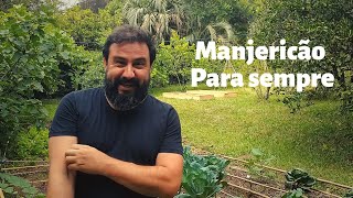 Manjericão como cultivar adubação e fazer mudas [upl. by Templeton]