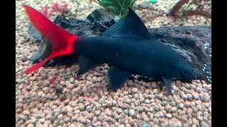 レッドテールブラックシャーク Red Tailed SharkRedTailed Black Shark Epalzeorhynchos bicolor [upl. by Akerdnahs]