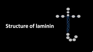 Laminin structure [upl. by Airehtfele]