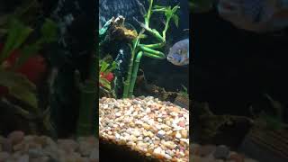 Green terror vs blood parrot cichlid [upl. by Sibilla]