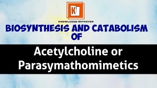 Biosynthesis and Catabolism of Parasymathomimetics  Acetylcholine knowledgeimprover [upl. by Namolos]