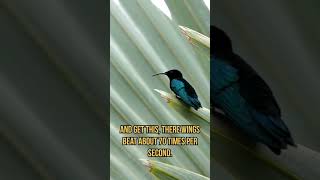 quotWatch the incredible hummingbird fly backwards in slow motion 🐦✨ Nature Hummingbird SlowMotionquot [upl. by Poulter]