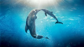 Healing songs of Dolphins amp Whales  Deep Meditative Music for Harmony of Inner Peace [upl. by Garrison]