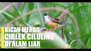 SUARA BURUNG  Ciblek kuning atau Ciluling gacor di Alam liar [upl. by Durman]