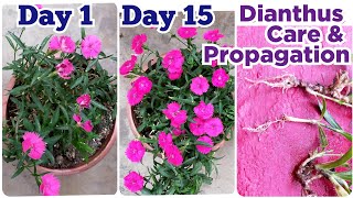 Dianthus Carryophyllus Propagation and Care  Dianthus Plant Care  Dianthus Flower Dianthuscutting [upl. by Telimay981]