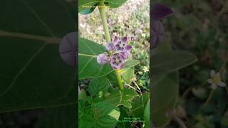 Gynostegium in Calotropis procera flower of Asclepiadaceae Family Fusion of Stamens and Carpels [upl. by Amatruda]