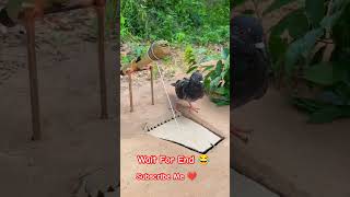 Bewakoof kabutari 😅😂🤣 comedy funny [upl. by Eirrod]