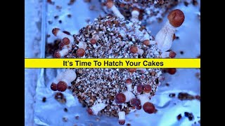 Easy Mushroom Growing BRF Cakes Part 2  The Hatching [upl. by Areht]