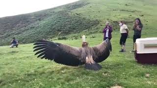 This Massive Griffon Vulture Getting Released Back Into The Wild [upl. by Adnalue]