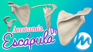 Anatomía ÓSEA de Miembro Superior ESCÁPULA  Quiz [upl. by Gavini888]