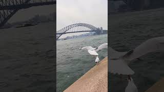 Dont Miss the Epic English Vlog at Sydney Opera House  Coming Soon [upl. by Animar]