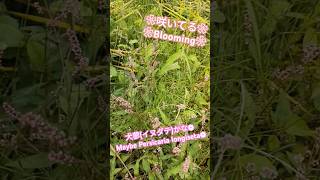 イヌダテ が咲いてる❀ Persicaria longiseta 犬蓼 明日香村 shorts [upl. by Poland692]