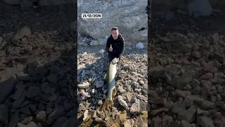 Nennide yavrum nenni 😎 fishing avraporu Atatürkbarajı fıratturnası fish carpfishing [upl. by Silvan925]