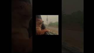 music rap funny doglover dog dogshorts [upl. by Lashoh]