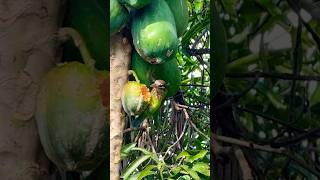 Small green barbet or Whitecheeked barbet♥️ wildlifenaturefrugivorousbirds [upl. by Miran]