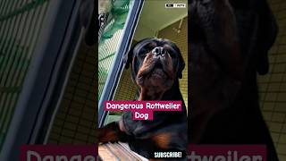 Dangerous and Powerful dog breed Rottweiler shorts ytshorts viralshorts rottweiler [upl. by Whitney388]