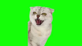 Laughing Cats Meme  Green Screen HD [upl. by Ahsile]