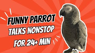 African Grey Parrot Baby Zeus Talks Nonstop for 24 Minutes [upl. by Susej390]