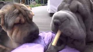 Shar Pei sharing bones [upl. by Elana]