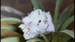 Ants chewing styrofoam ASMR WARNING [upl. by Rhynd243]