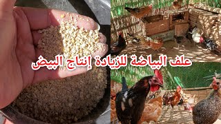 تربيةالدجاج ✅️علف البياضة لزيادة إنتاج البيض✅️يومياتي مع الدجاج [upl. by Leis516]