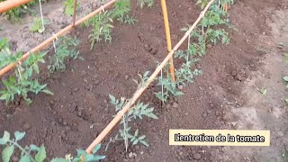 Comment jentretiens les plants de tomates en 5 étapes [upl. by Isolt81]