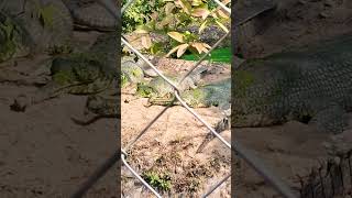 Indian gharial shortsvideo wildlife gharial crocodile alligator [upl. by Olwena]