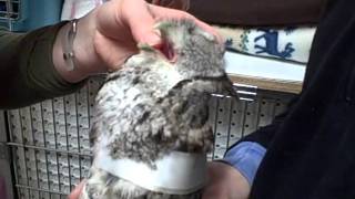 Feeding a Screech Owl [upl. by Alleb886]