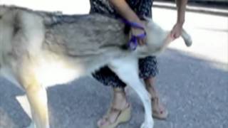 Degenerative Myelopathy English Version [upl. by Nahtnanhoj605]