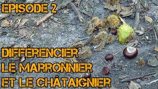 Différencier Châtaignier et Marronnier [upl. by Ynnot]