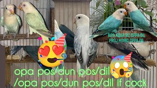 Vlog489 Project Homozygote Opa Dilute😱😱😱5K Subscriber Free Raffle😱🥳😱 My Sponsor Na😱😱🥰🦜🦜✨ [upl. by Howey]