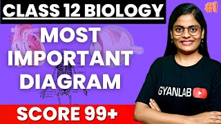 Class 12 Biology  Most Important Diagram  Part 1  HSC Board  Gyanlab  Anjali Patel [upl. by Ximenez605]