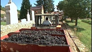 2005 Beaujolais Harvest [upl. by Valeria]