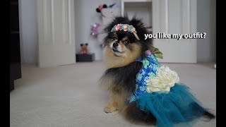 My Dog Does A Wardrobe Tour and Fashion Show [upl. by Eleets169]