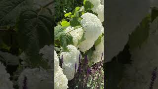 Growing hydrangeas from cuttings is an enjoyable and rewarding processuk garden gardendesignuk [upl. by Malone84]