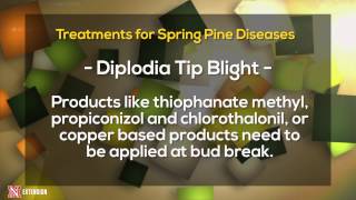 Spring Pine Diseases [upl. by Llohcin]