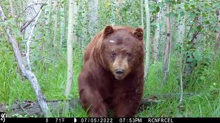 Browning Trail Cameras  Huge Bear Walks By Trail Camera [upl. by Glennis]