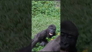 gorilla playing 😆 gorillatag 金剛猩猩 台北市立動物園 taipeizoo shorts [upl. by Ernald637]