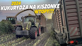 🇵🇱Kukurydza na Kiszonkę 2024🔥 WTOPY🔥 MP TECHNIK [upl. by Gabor]