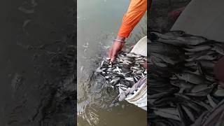 fish released into the riverviralvideo shorts [upl. by Ayerf297]